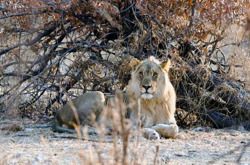 01 - Namibia - leon - parque nacional de Etosha